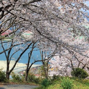 救世観音院みろく墓地